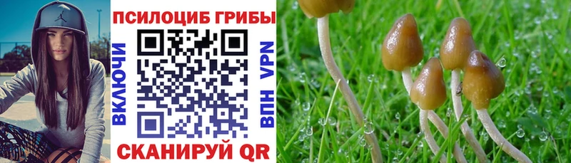 Псилоцибиновые грибы Cubensis  сайты даркнета состав  Кинель  цена  